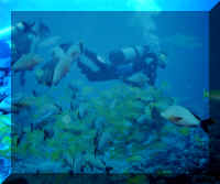dive06.jpg (182051 bytes)