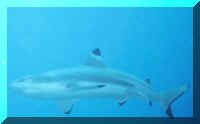 dive07.jpg (1219753 bytes)