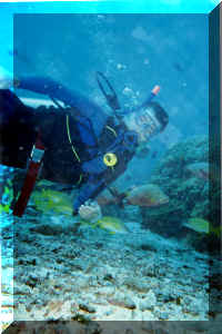 dive09.jpg (118514 bytes)