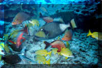 dive10.jpg (145542 bytes)