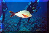 dive11.jpg (95358 bytes)