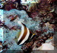 dive12.jpg (64409 bytes)