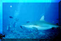 dive15.jpg (71391 bytes)
