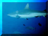 dive16.jpg (32422 bytes)