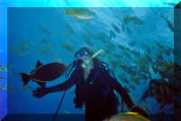 dive18.jpg (79853 bytes)