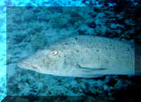 dive19.jpg (60006 bytes)