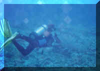 dive20.jpg (166438 bytes)