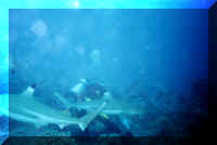 dive22.jpg (66982 bytes)