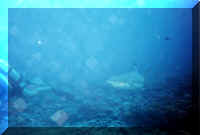 dive23.jpg (67029 bytes)