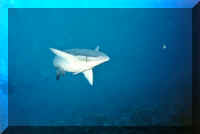 dive24.jpg (44479 bytes)