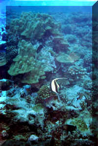 dive25.jpg (132870 bytes)