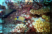 dive26.jpg (292195 bytes)
