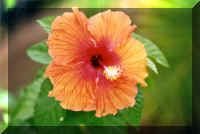 flower.jpg (76543 bytes)