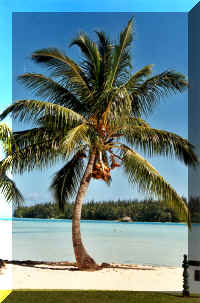 palm.jpg (173267 bytes)
