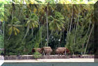 sceric2.jpg (68804 bytes)