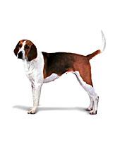 American Foxhound, Virginia State Dog