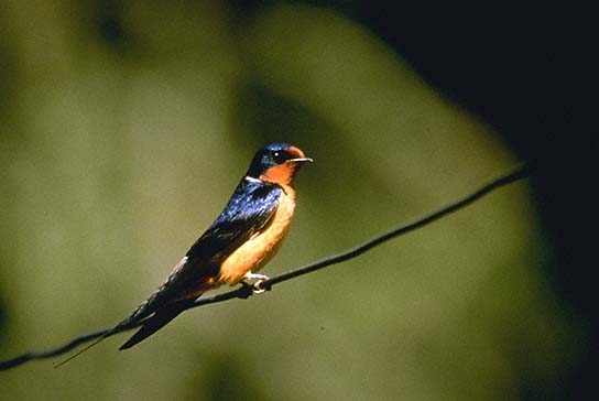 Barnswallow