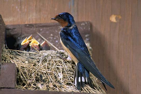 Barnswallow with nest