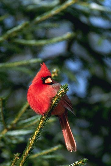 Northern Cardinal, Virginia State Bird