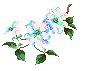 Dogwood, Virginia State Flower
