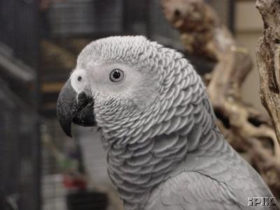 African Grey Parrot