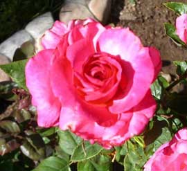 A rose from Dee's Garden, name is Signature.
