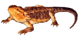 'Oscar the Grouch', one of our best 'yellow-phase' breeder males.