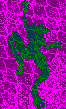 Frogs