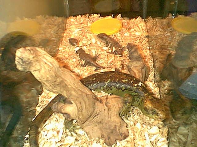 Copyrights to Thunder Bay Reptiles