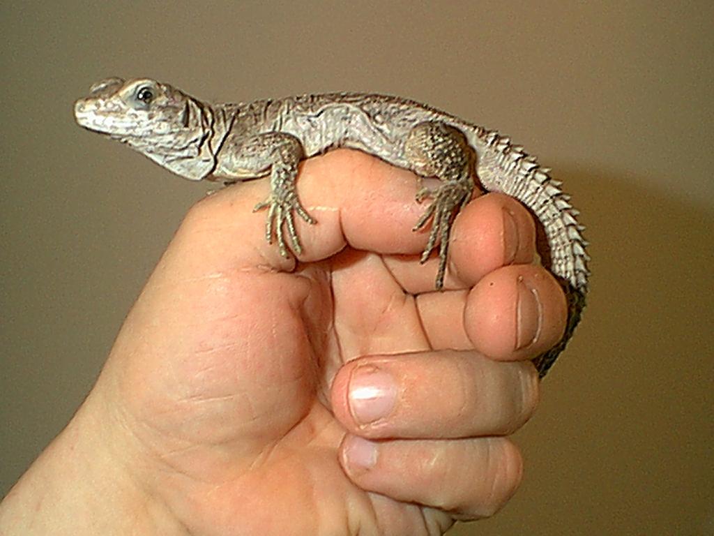 Copyrights to Thunder Bay Reptiles 