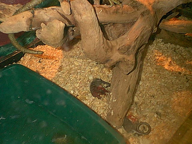Copyrights to Thunder Bay Reptiles