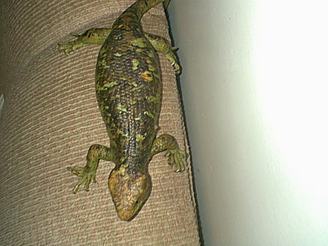 Copyrights to Thunder Bay Reptiles