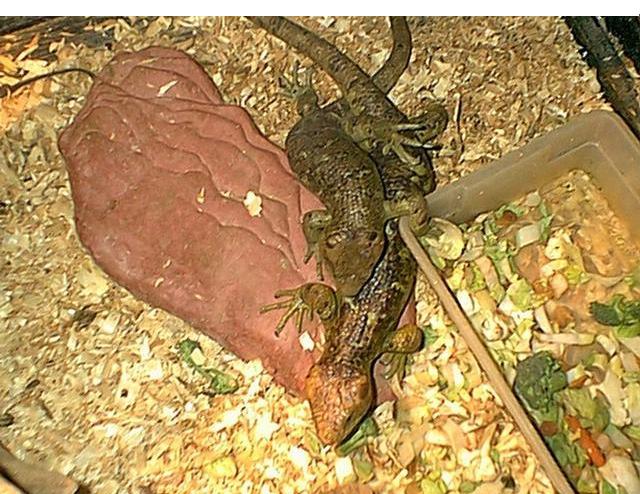 Copyrights to Thunder Bay Reptiles