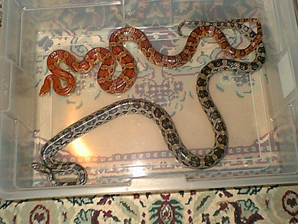 Copyrights to Thunder Bay Reptiles