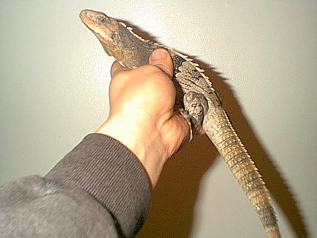 Copyrights to Thunder Bay Reptiles