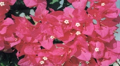 Shot at Roop's home garden