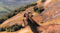 Eravikulam National Park, Munnar