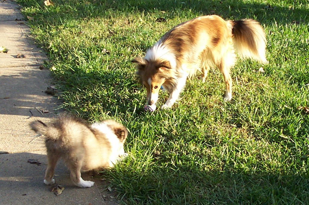 Daisy and Maverick November, 2003
