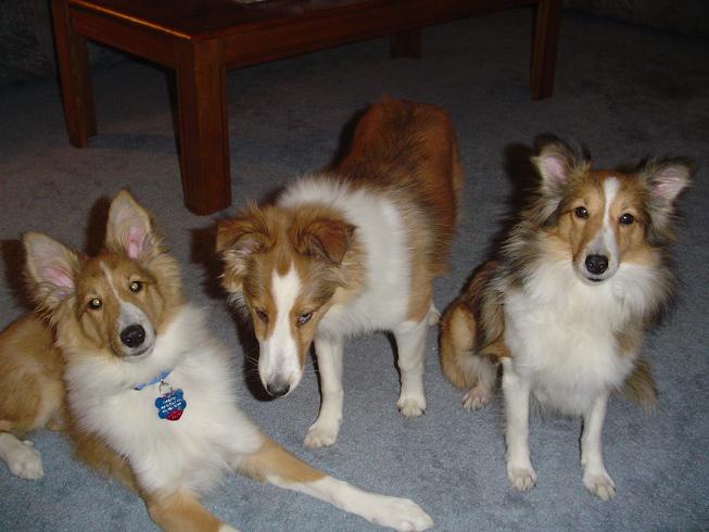 Trooper, Maverick, and Daisy