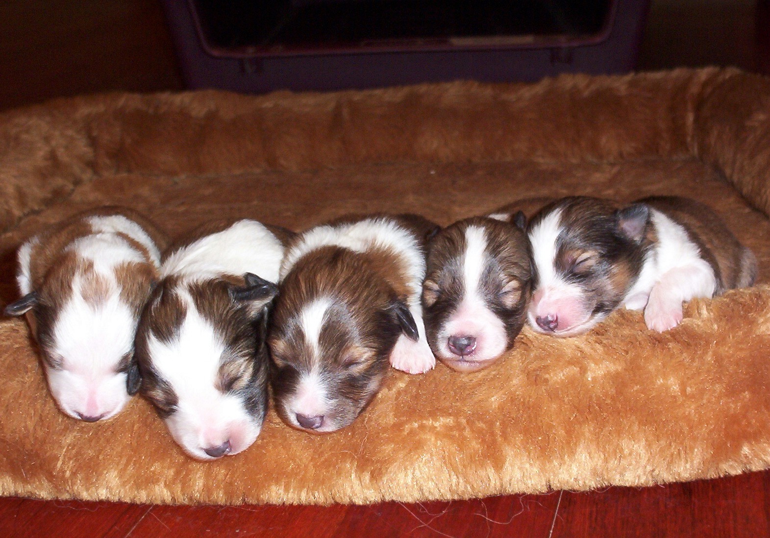 Trooper's Litter