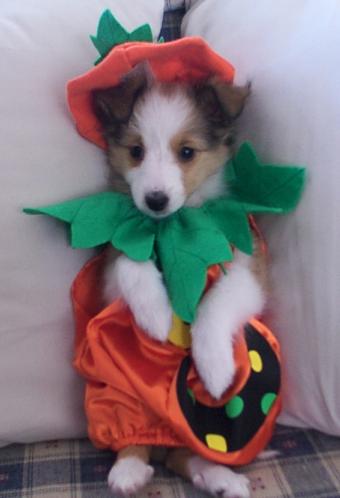 Molly at Halloween