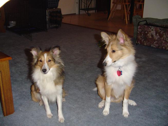 Daisy and Trooper  January, 2004