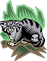 a cat