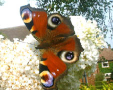 Peacock butterfly