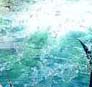 Killer, Ulysses' water companion - lives in a special salt water pool at YUME
