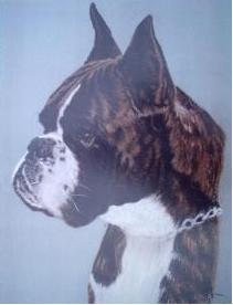 retrato perro boxer - Urkabustaiz'tar Quintin