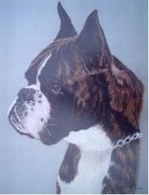 retrato perro boxer - Urkabustaiz'tar Quintin