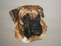 retrato perro boxer