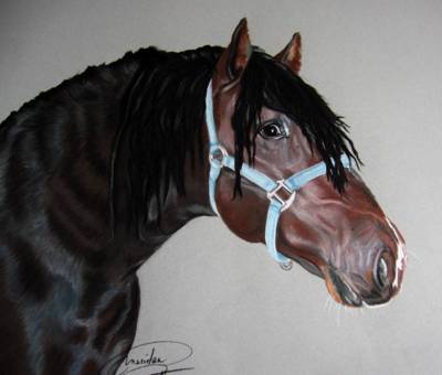 retrato de caballo de Pura Raza Espa�ola