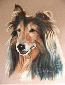 retrato perro collie